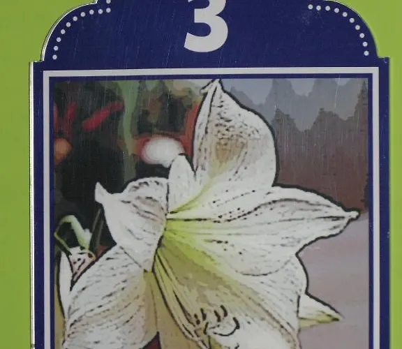 La Flor De Al-andalus Casa de hóspedes